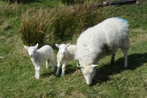 Irish cycling holidays seeing young lambs in Spring