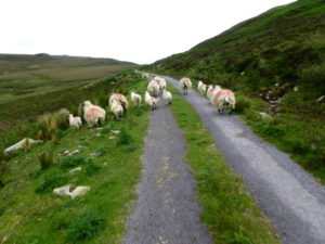 Sheep on the road to Port on Highlights of the Highlands bike tour Ireland by Bike